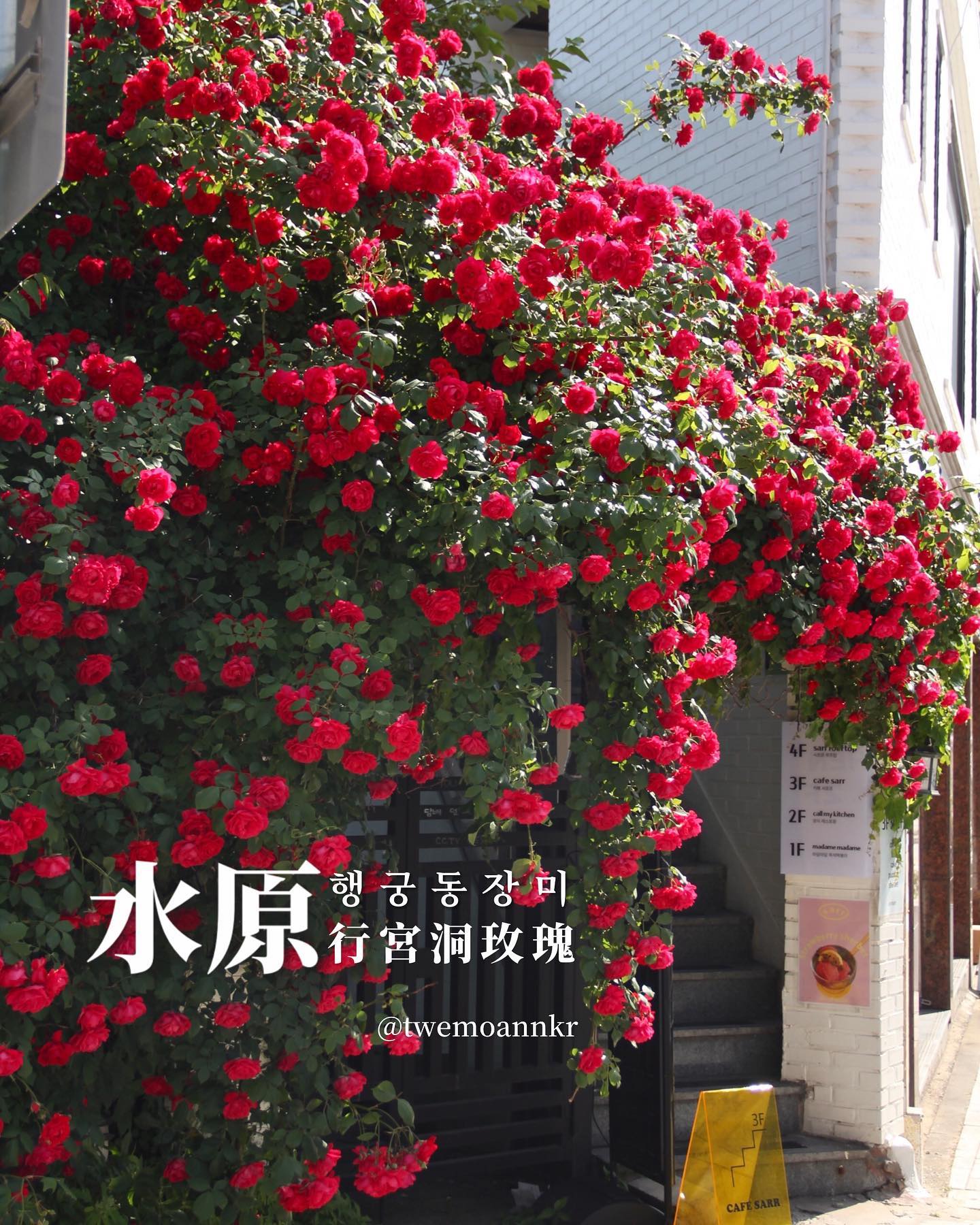 首爾近郊 水原行宮洞玫瑰 盛開了！ 실시간... - 台灣安姨的韓國安居日常 대만 이모앤의 한국 life
