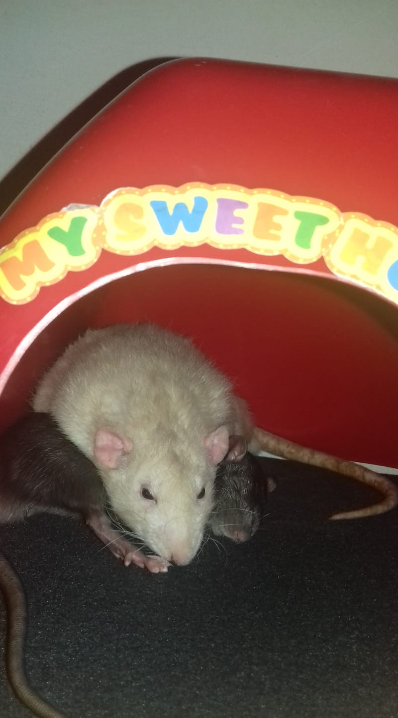 Alexa Rats