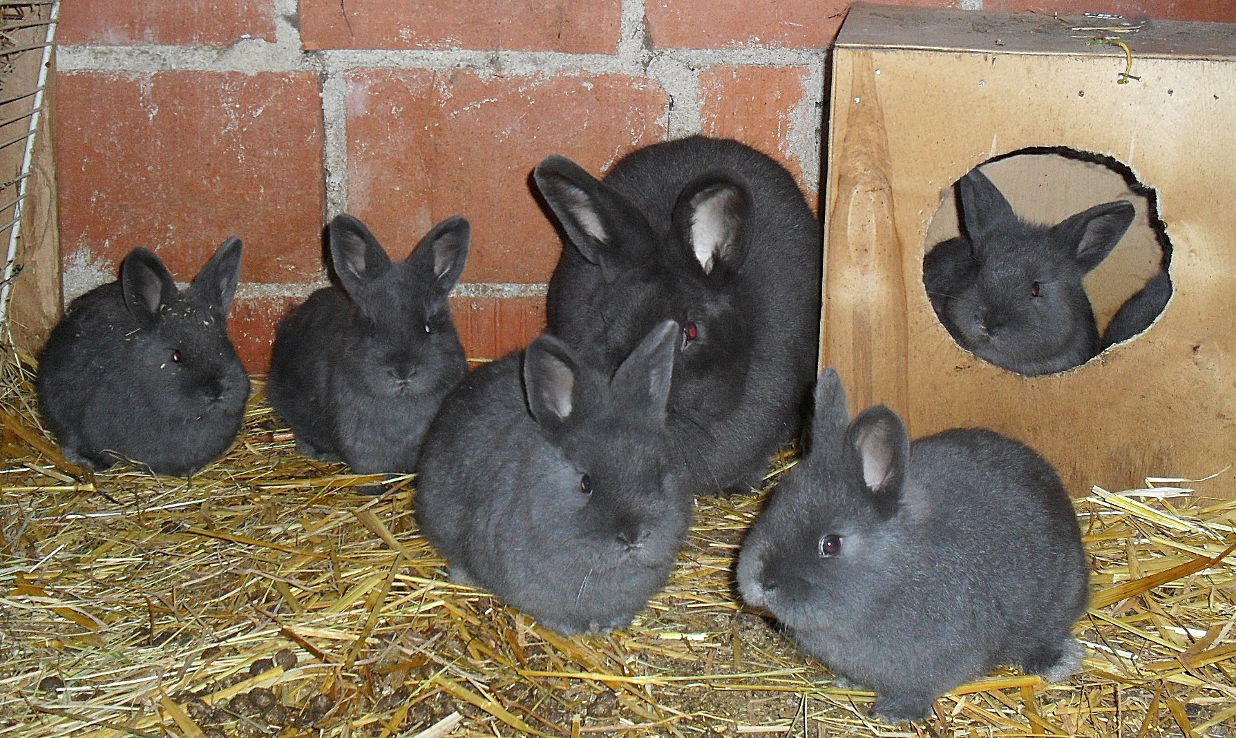 Kunići
