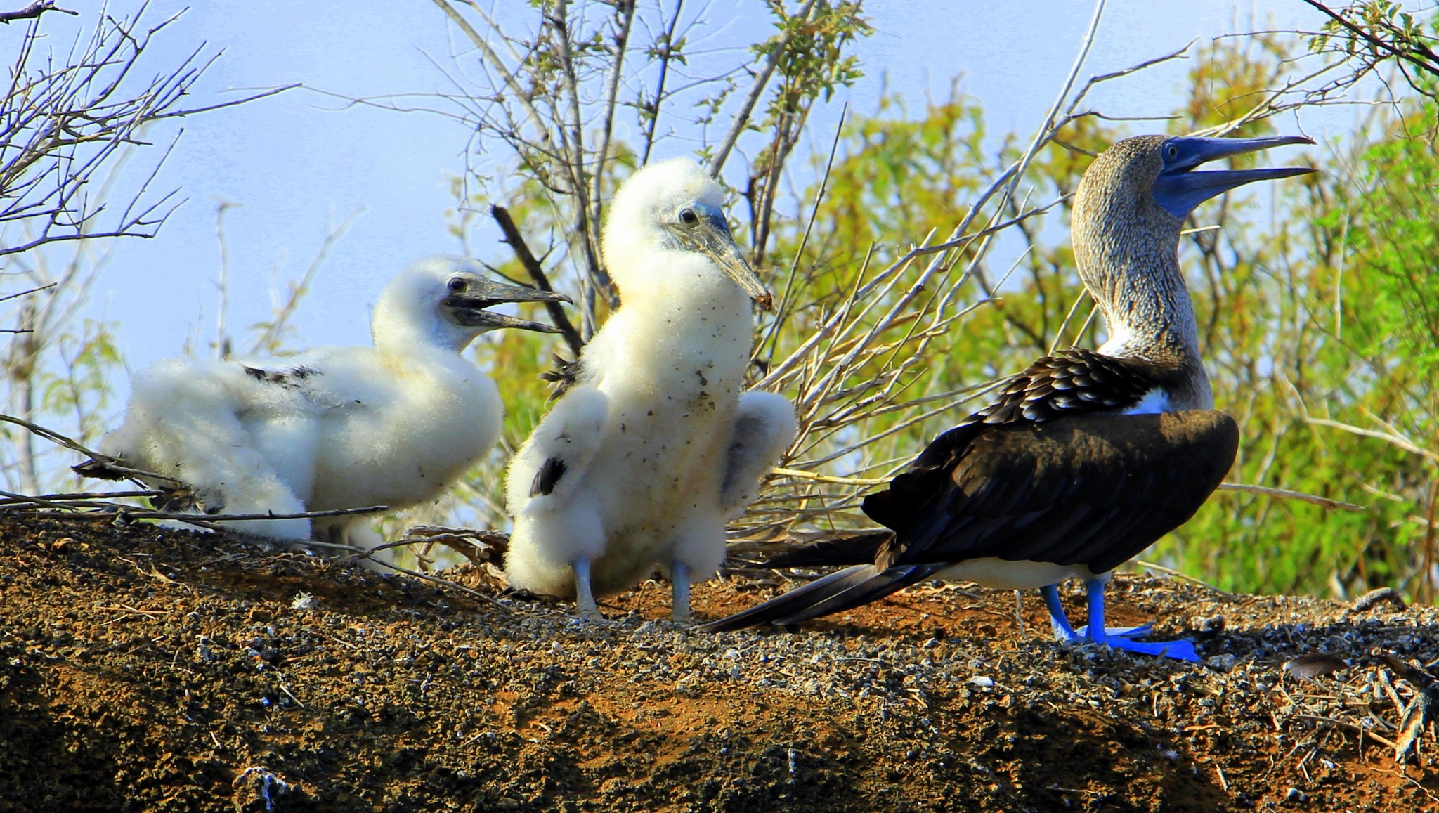 Garúa - En #galapagos la vida es más sabrosa #garuagalapagos #garua # ...