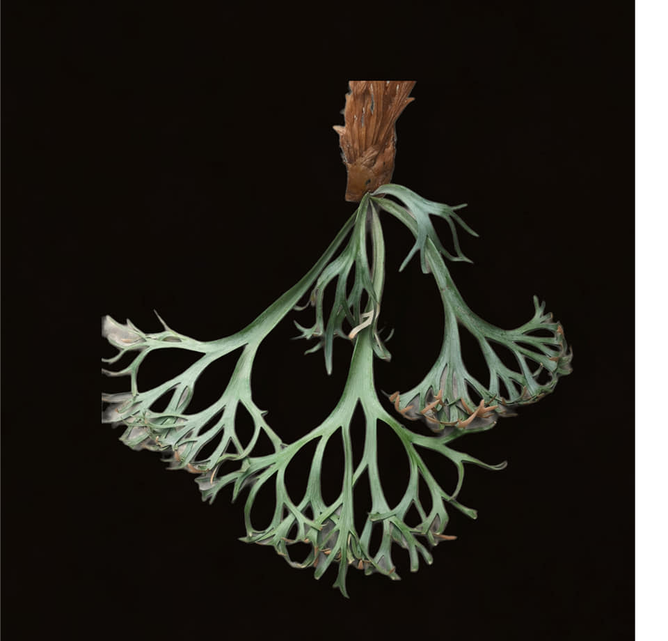 Platycerium willinckii 'Variegata'
