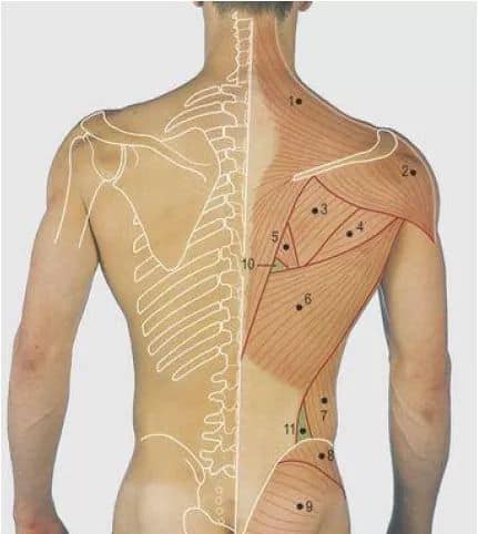 Surface Anatomy.