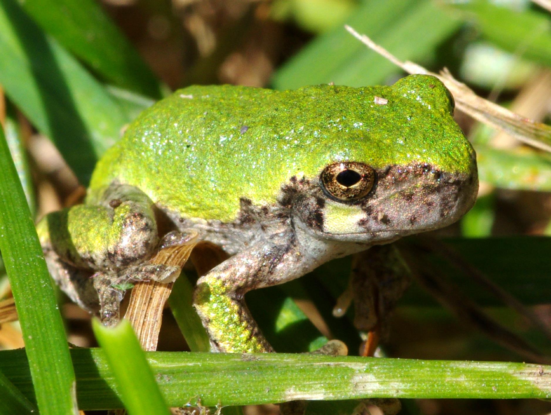Tree frog spotted in Burlington County, NJ