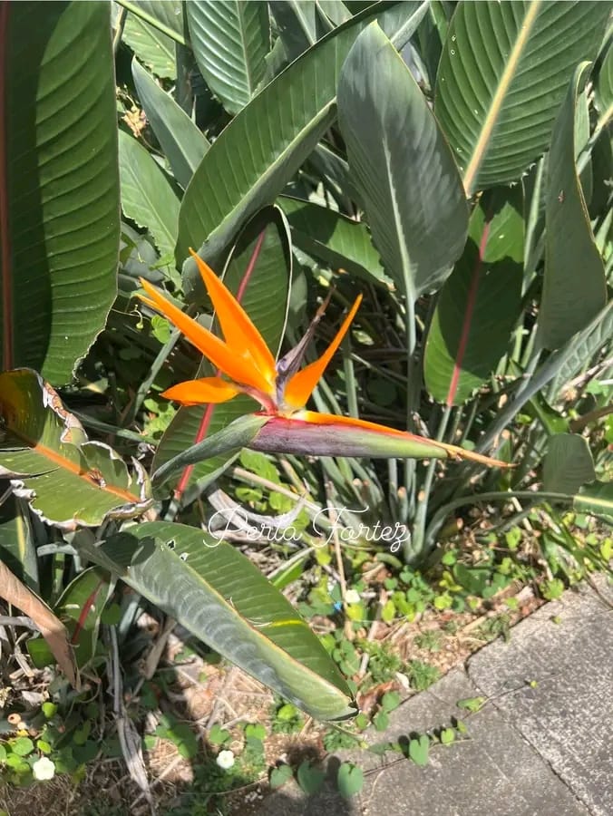 Bird of paradise blooms in tropical Hawaii