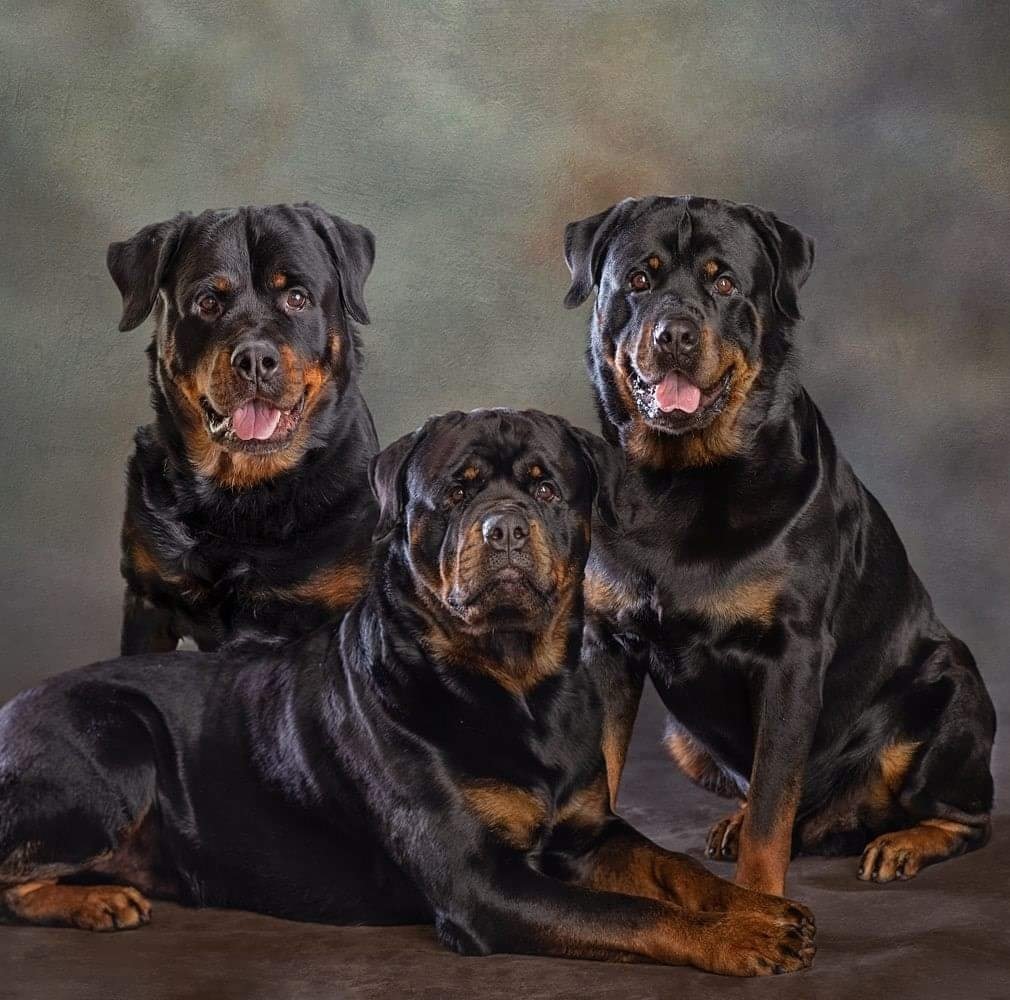 Serenity Rottweilers LLC... - Serenity Rottweilers LLC