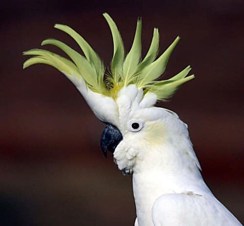 معلومات عن ببغاء الكوكاتو طائر Rami Jacob Eden Parrots Facebook