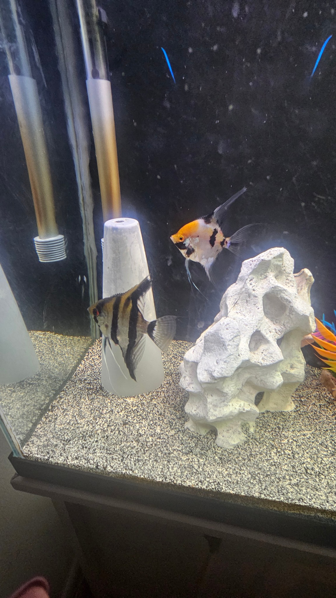 angel fish eggs breeder net Friday Photospread - Artificial Incubation of Freshwater Angelfish Eggs, Part 1 What to do with angelfish