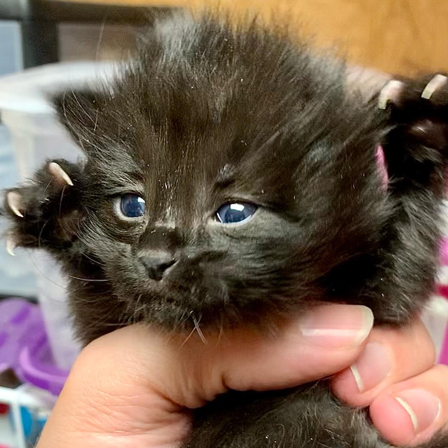 Last night I... - Kitten & Puppy Division Adoption Center