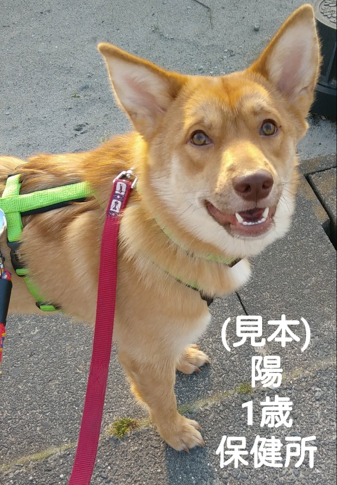 Doggys Smile 皆さまにお知らせです 7月15日 月 海の日 に米子保健所の譲渡会が開催されます Facebook