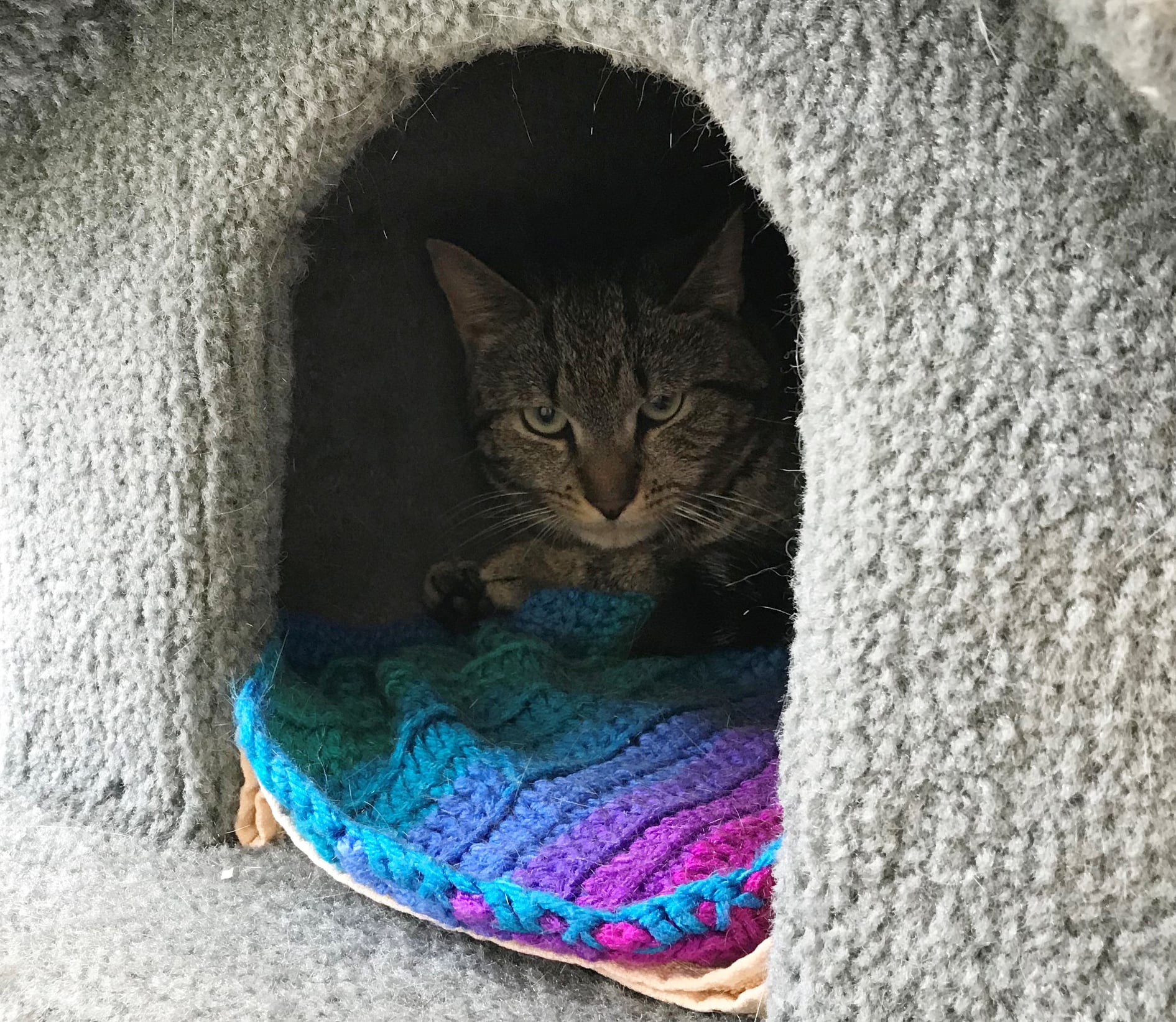 Kingdom - An update on Amahl - The injured cat from Cabot. May 30, 2021 ...