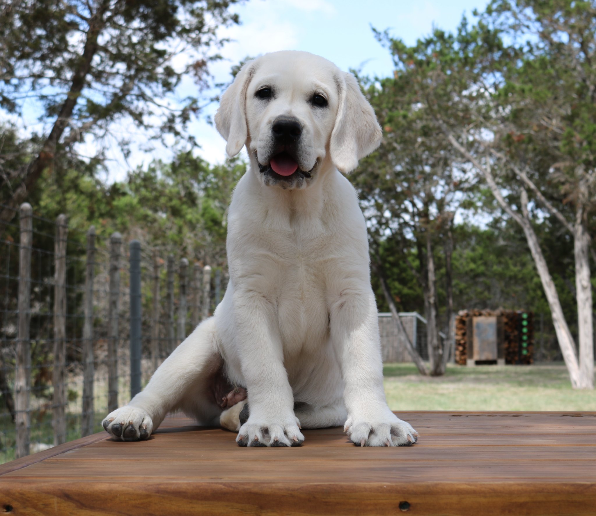 Rio Guadalupe White Labradors