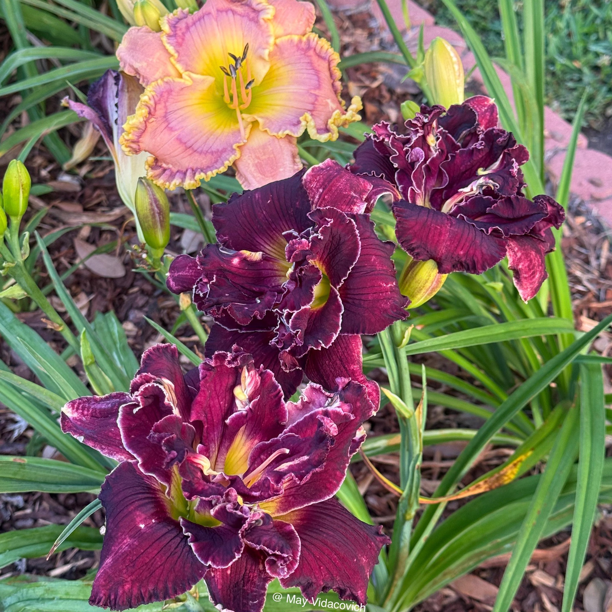 Louisiana Gardeners | There has been considerable interest in the open ...