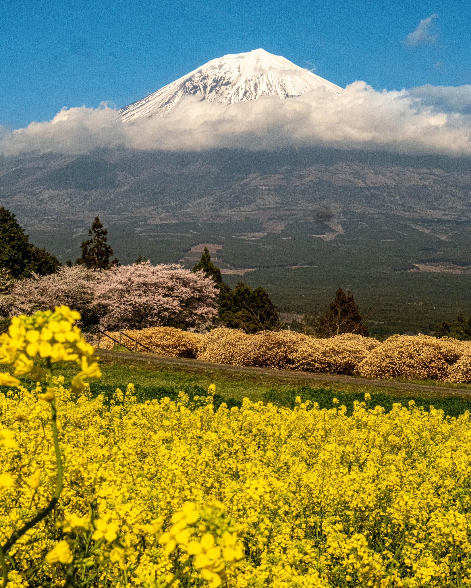 富士山＋ミツマタ＋菜の花＋桜の春の四重奏の景色に出会えました！