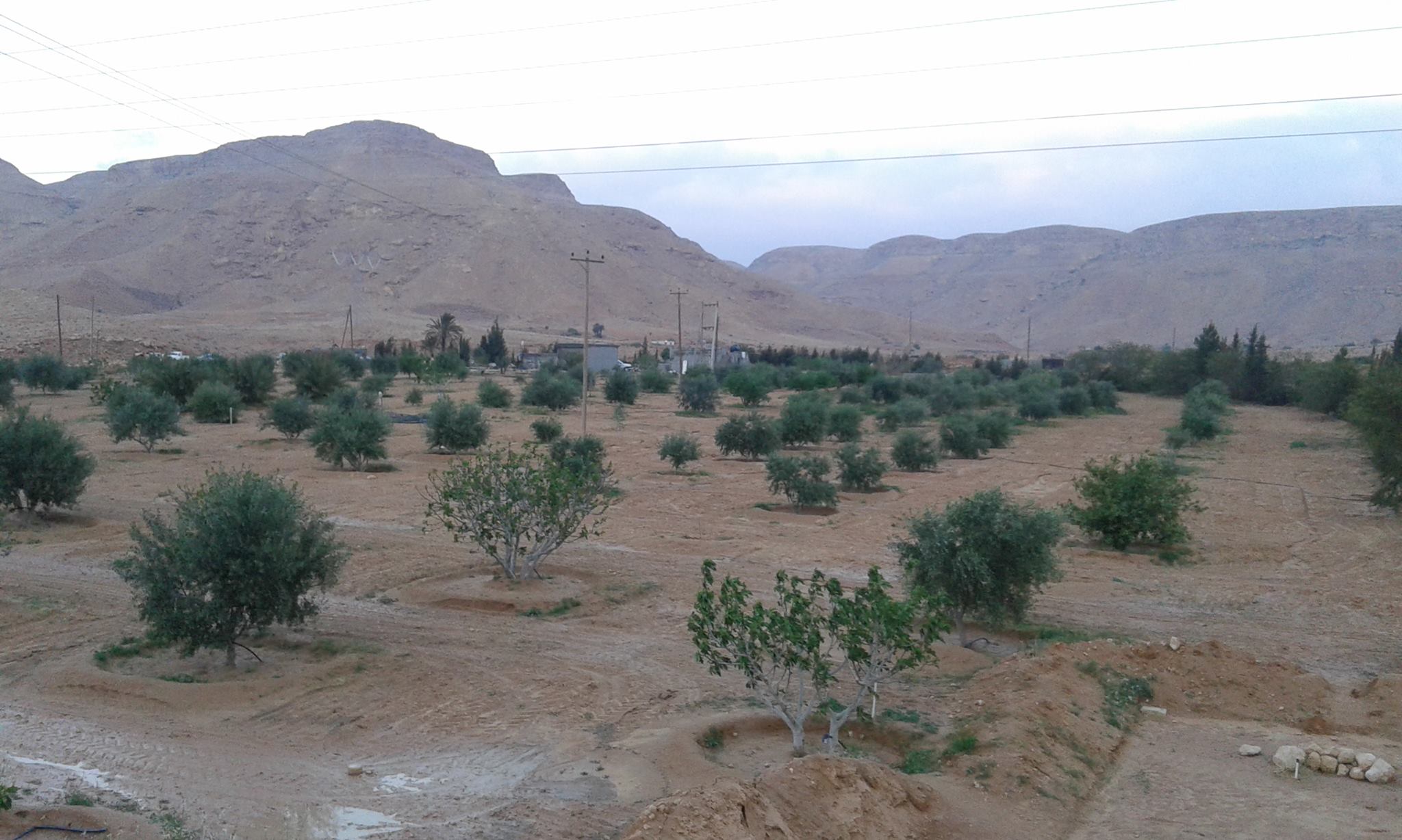 نالوت الزراعية | Nalut