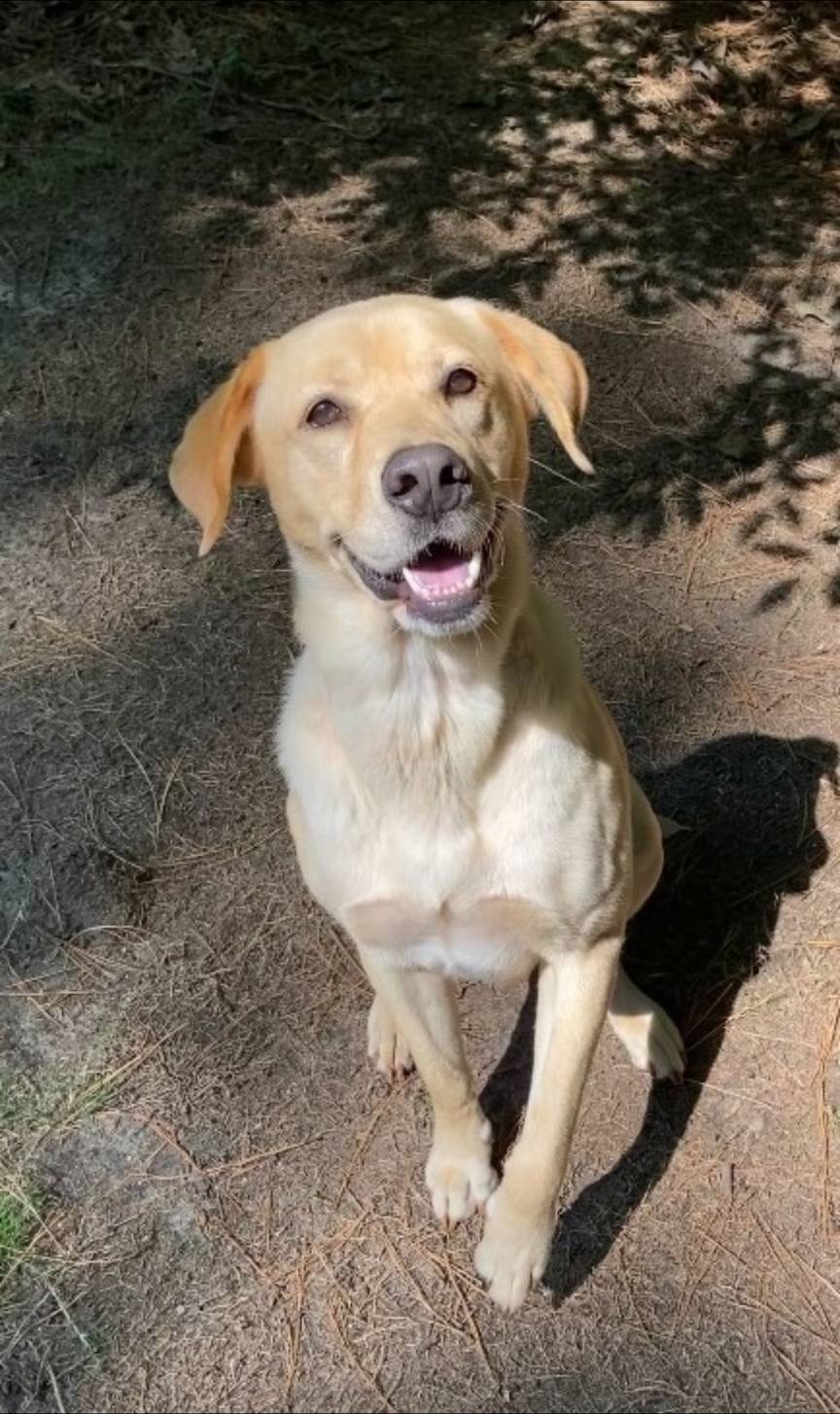 Peak Lab Rescue - Update: SANDY has been adopted! WOOHOO...