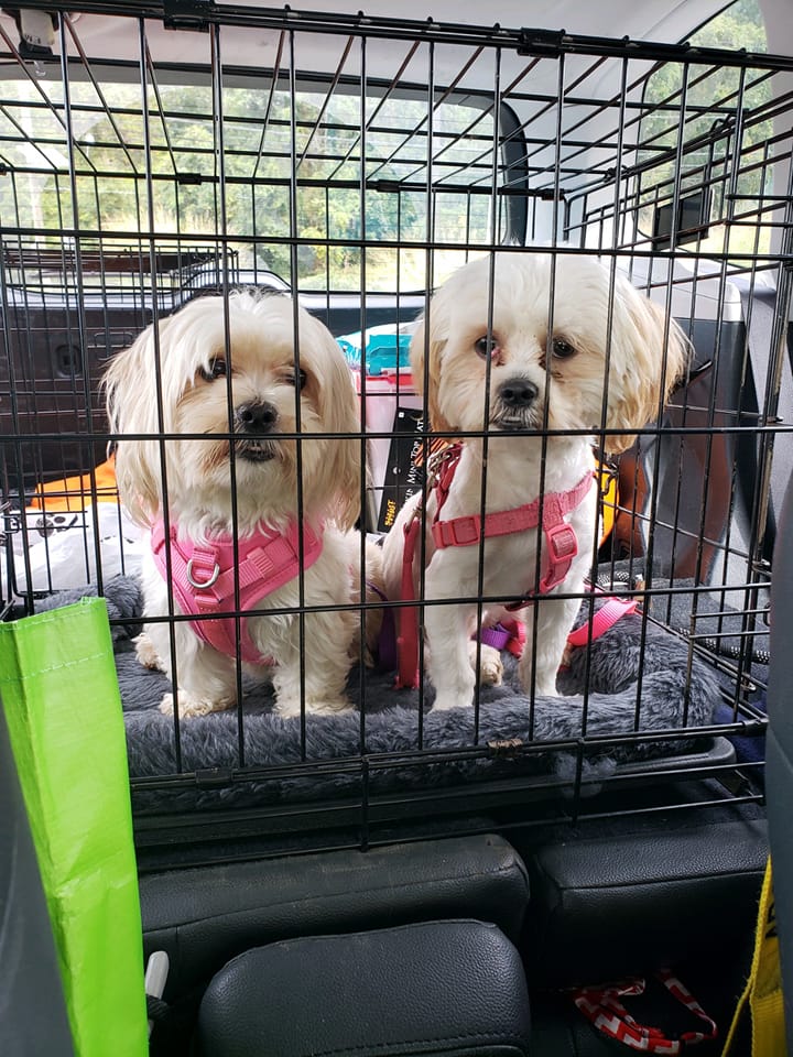 ️NEWBIES ️ Meet Chanel & Nea,... - Rescue Haven Foundation
