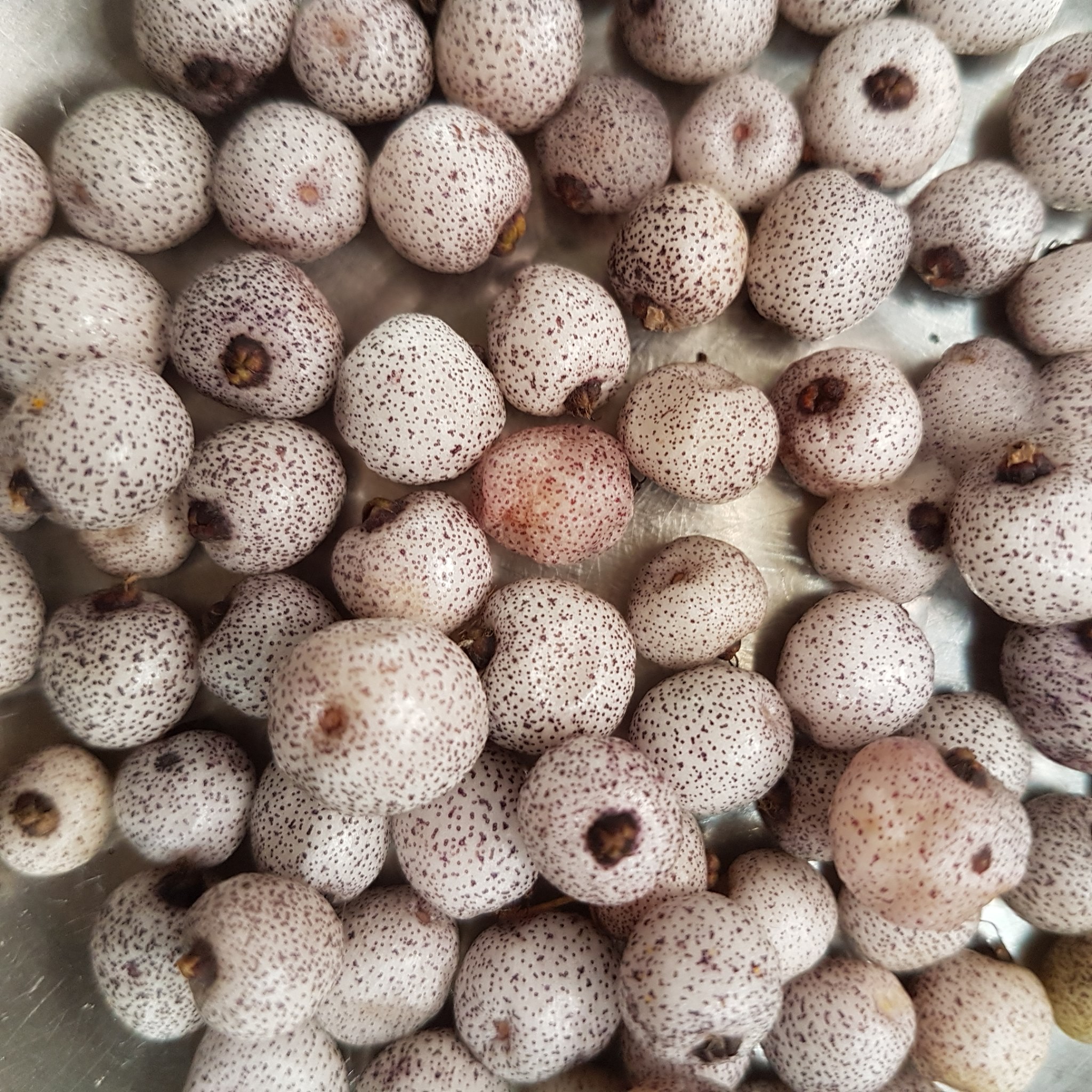 Native Food Growers Group Northern Rivers NSW | Facebook