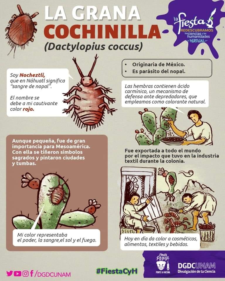 instituto-la-sangre-del-nopal-la-grana-cochinilla-es-un-insecto