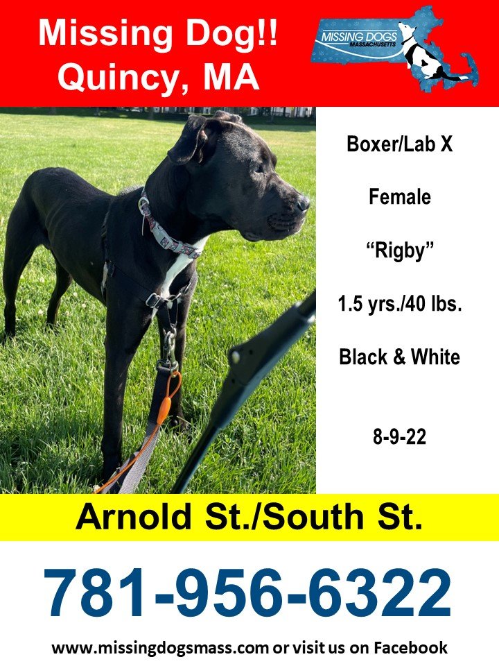 8/11/22 Rigby from Quincy... - Missing Dogs Massachusetts | Facebook