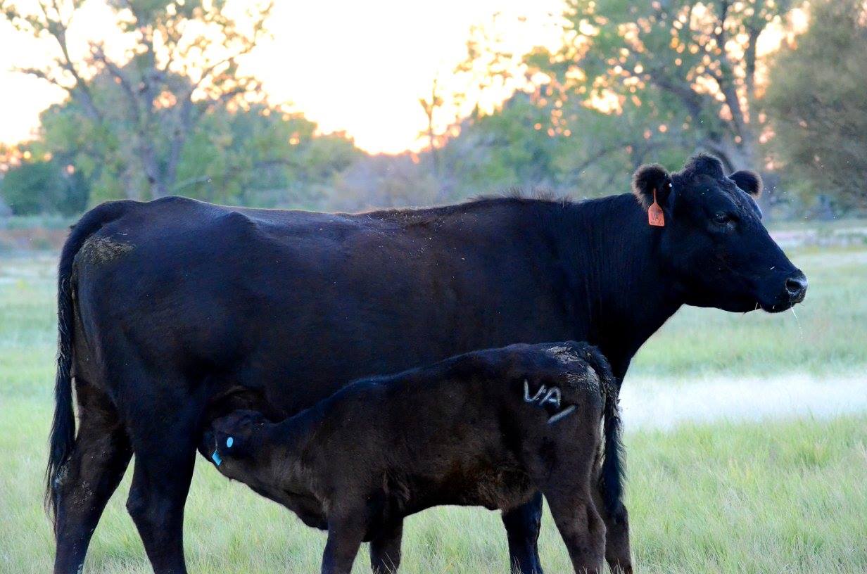 Davis Cattle Ranch | La Junta CO