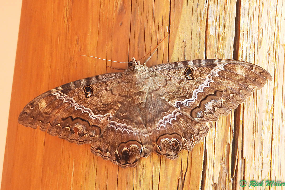Is this a Black Witch moth in Brown County, SD?