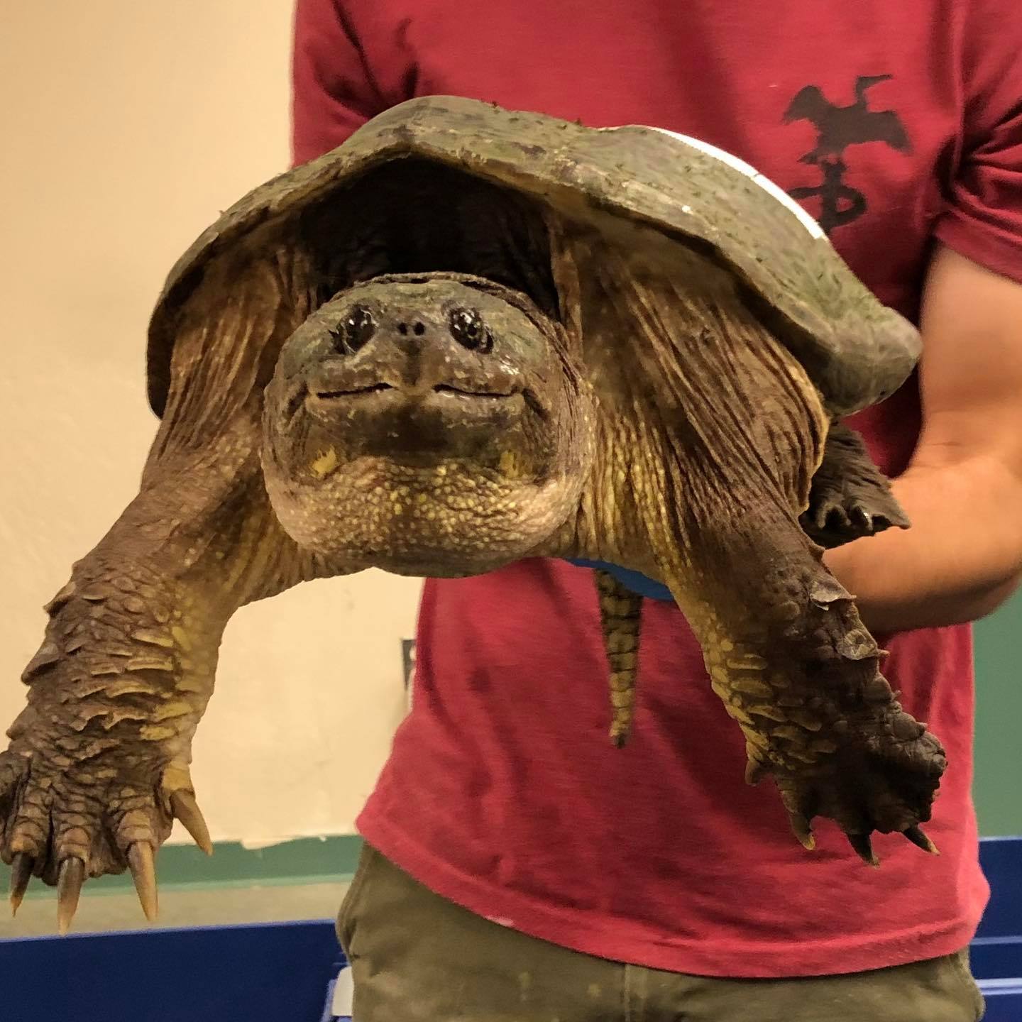 New - Turtles, turtles, turtles!! 🐢 🐢 Recently, a turtle relocation ...