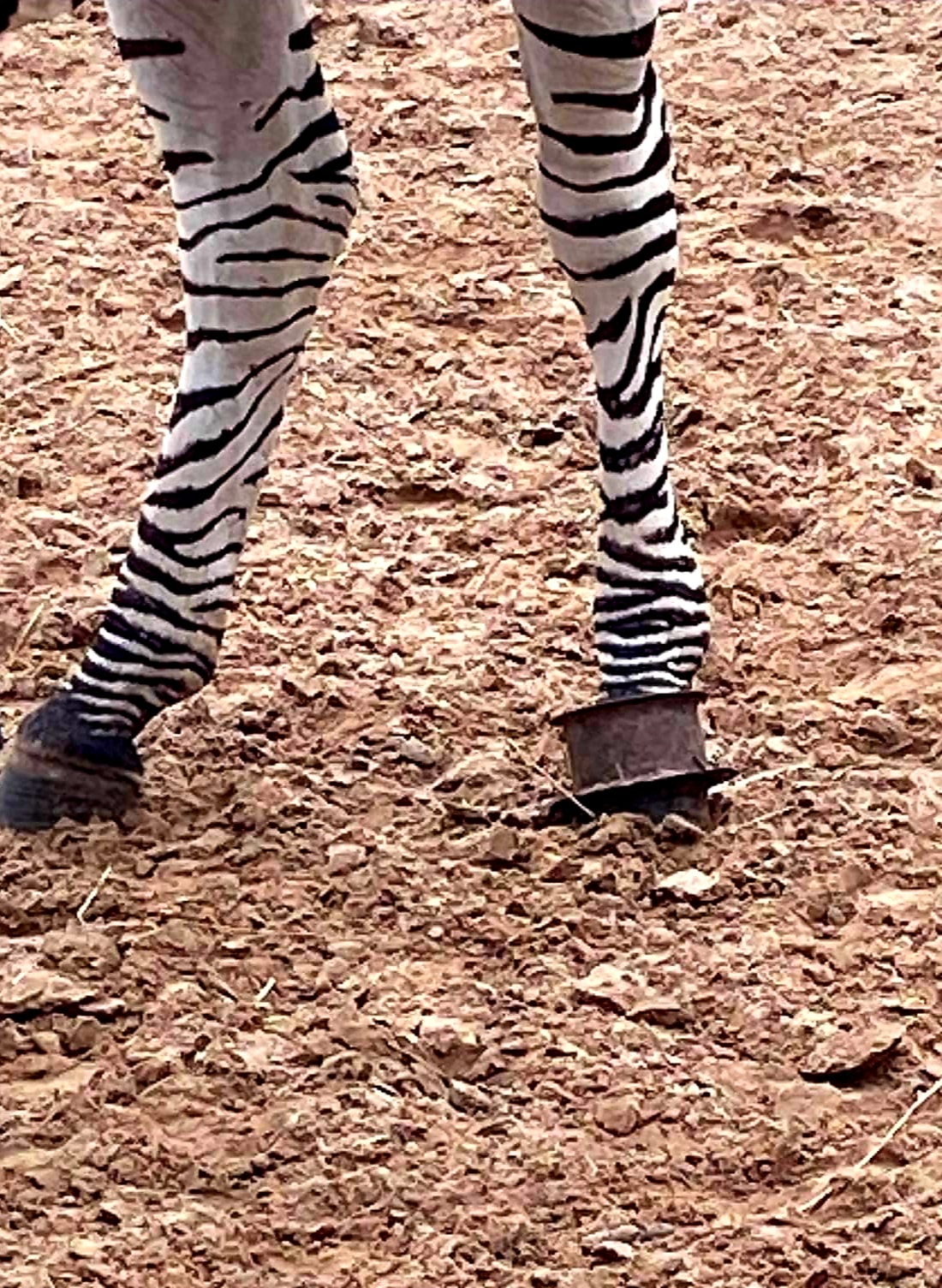 Zebras R Us - Let's talk about the unthinkable with exotic... | Facebook
