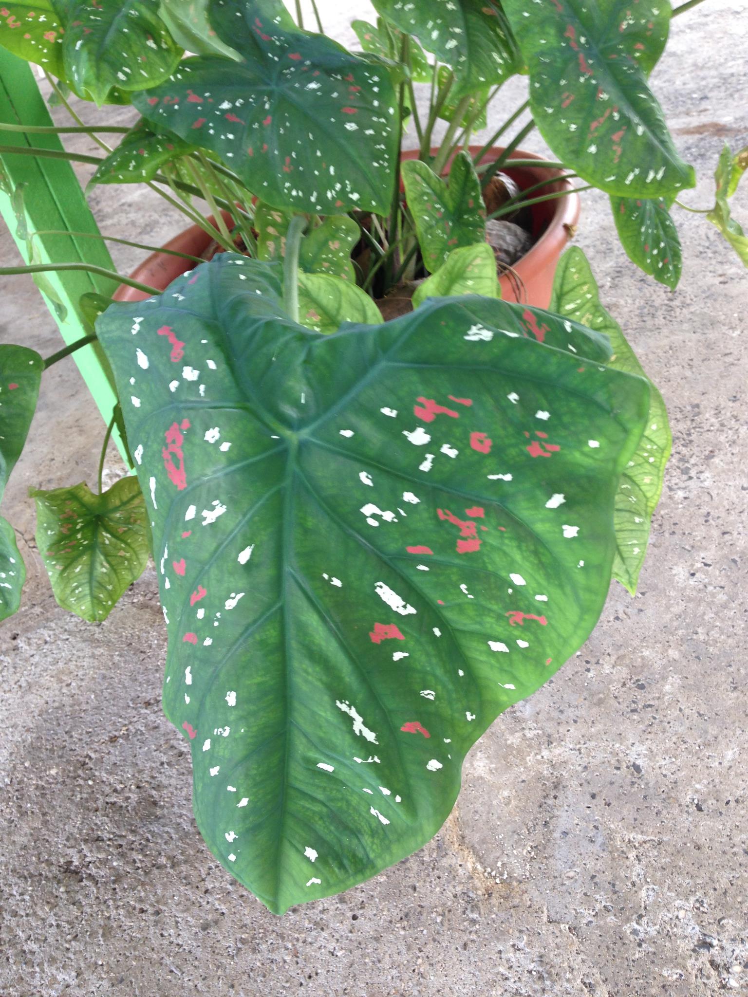 宮内淳 ここは日本では見られない植物で一杯です 私の一番のお気に入り ポンペイ島の芋の葉っぱ Facebook
