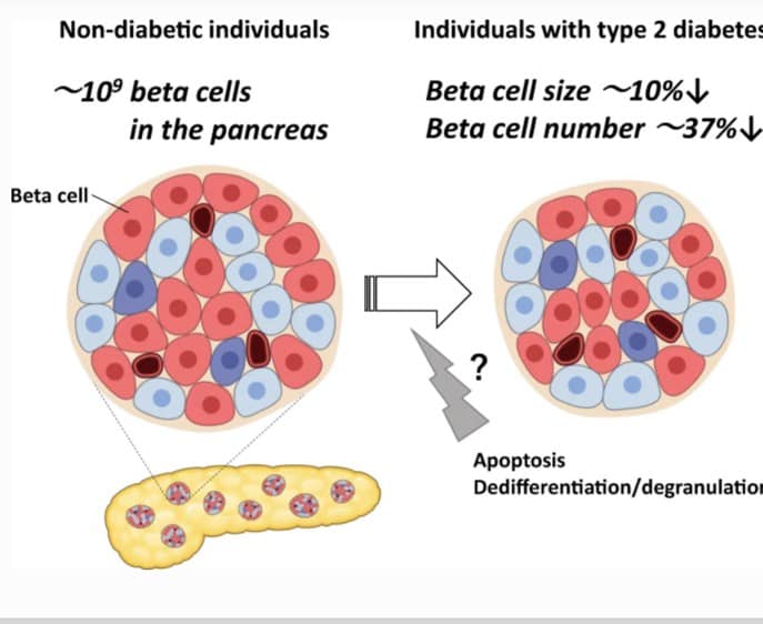 La célula beta en... - Diabetología, Academia & Investigación | Facebook