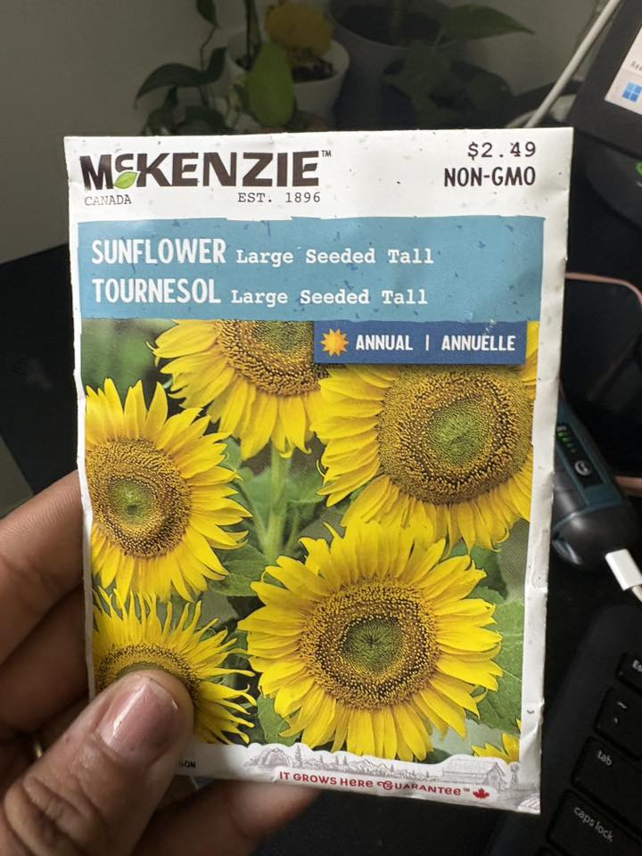 Is it too late to sow sunflower seeds in zone 6a?