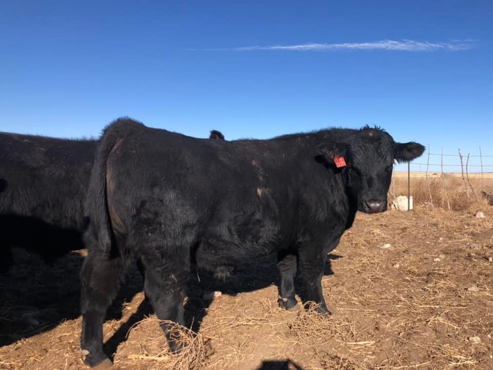 Diamond K Angus Ranch | Springerville AZ