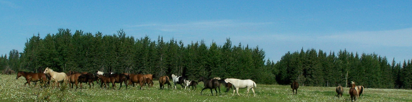 Goldun Dreams Quarter Horses