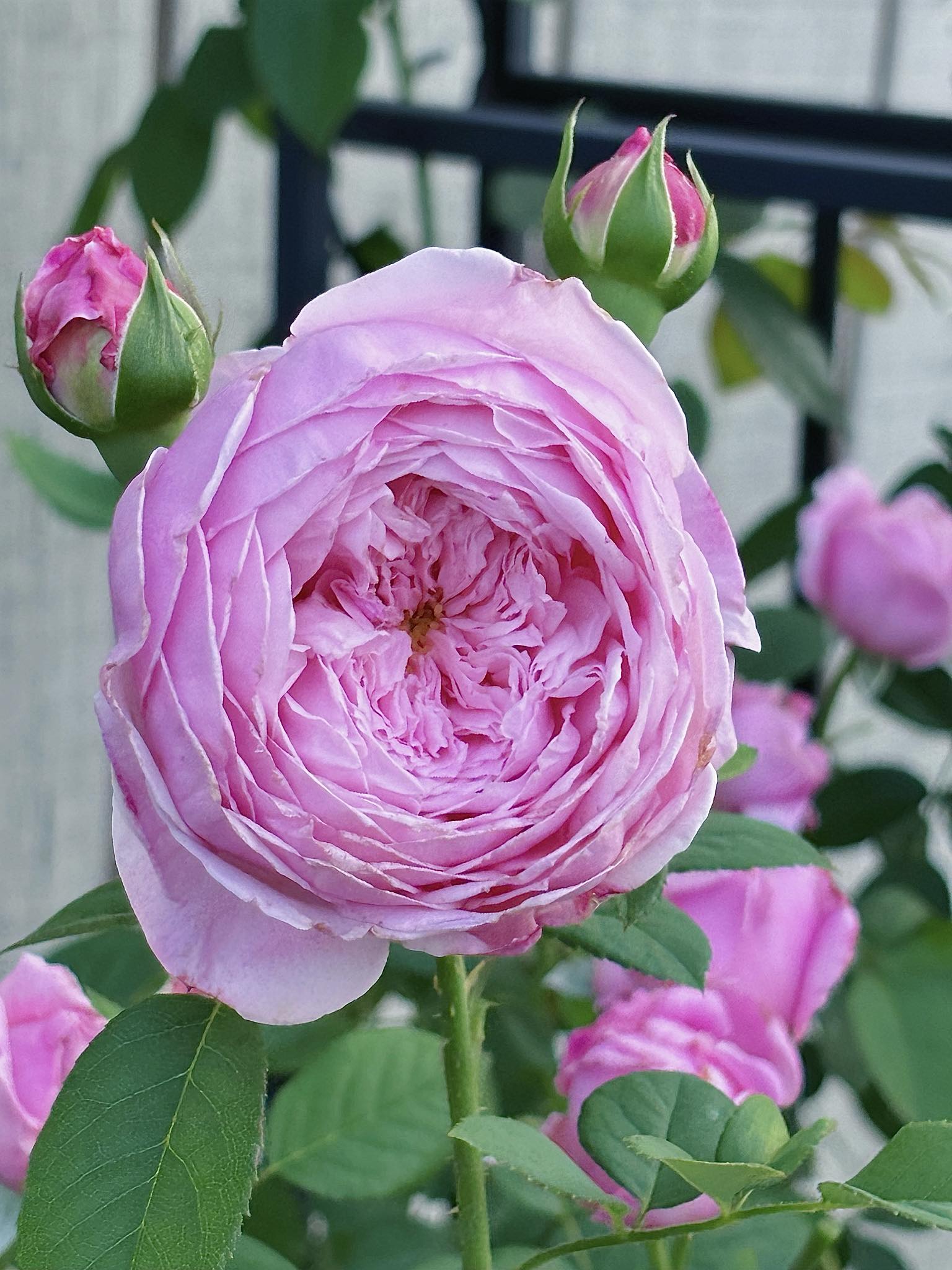 David Austin 