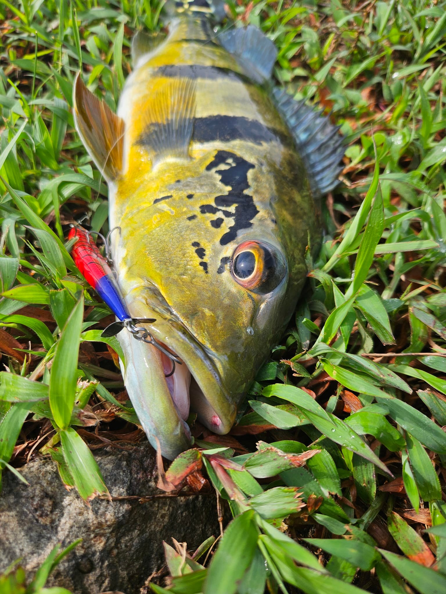 best bass popper lure Top Water Fishing Whopper Fishing Lure for 3D Eyes Bait with Propeller Tail for Catfish,Pike Perch Floating Pencil Bass Freshwater or Saltwater : Sports & Outdoors the Heddon Pop’n Image size-tael100xs-8-1 Daiwa BG 4500 Spinning Size:30-4BI/G702M