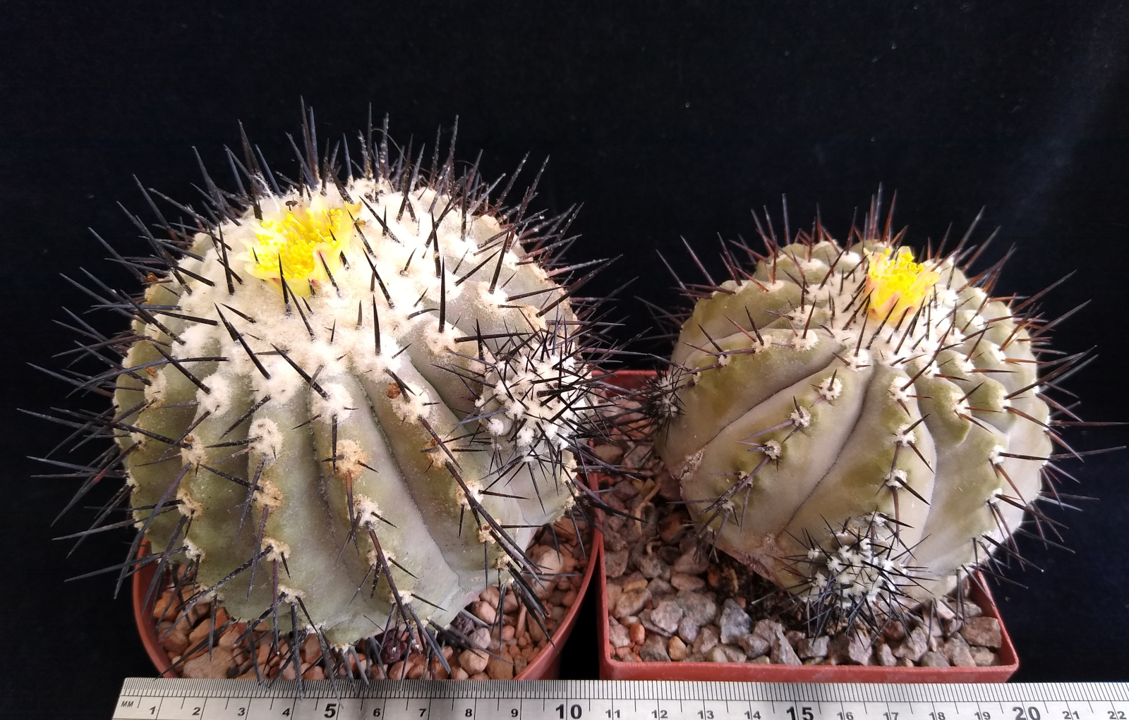 Some Copiapoa cinerea in flower:)