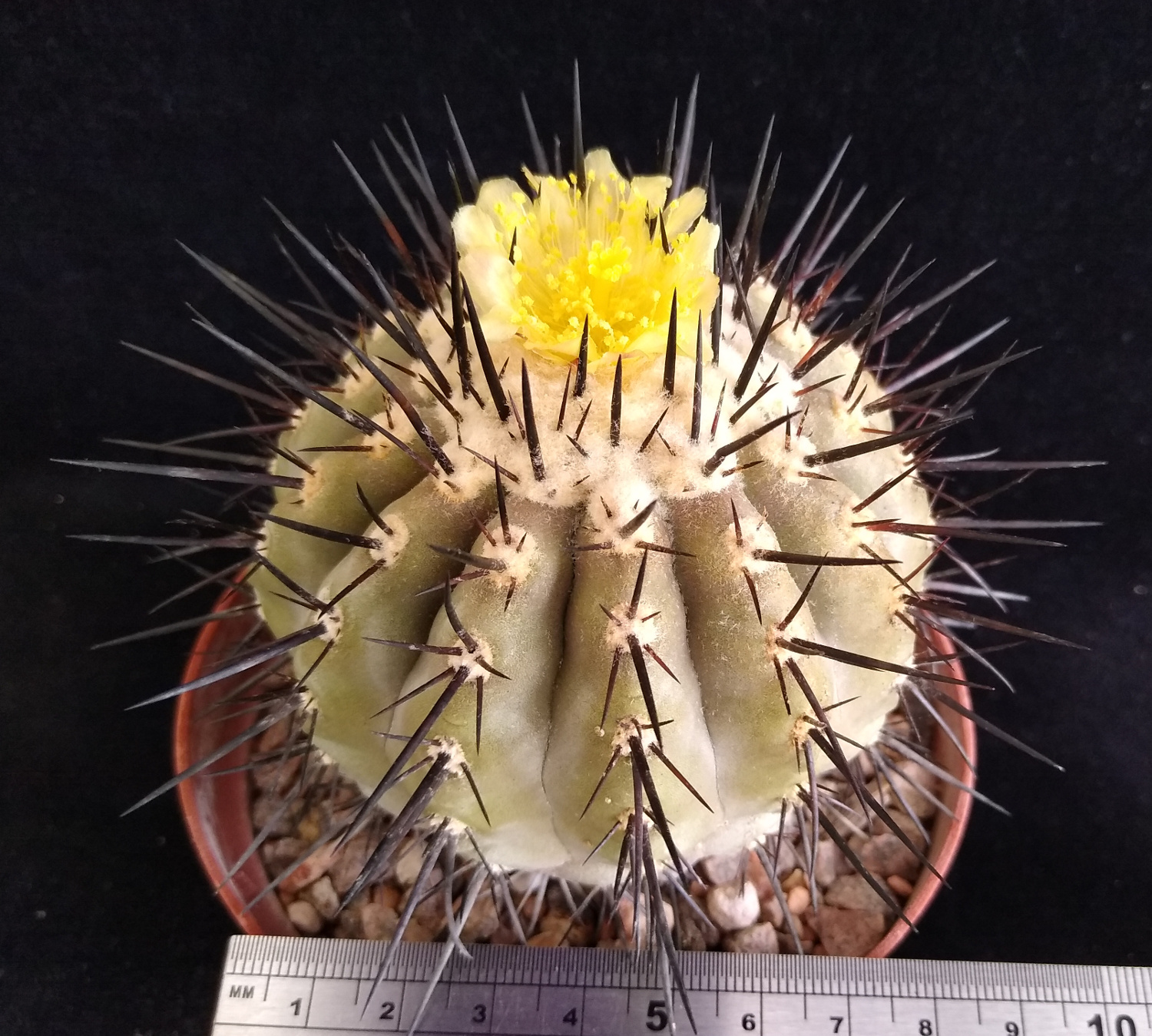 Some Copiapoa cinerea in flower:)