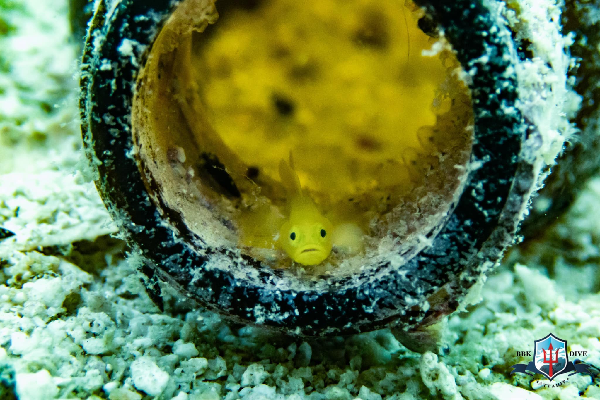 💛 Yellow pygmy goby 💛... - BBK Dive sattahip | Facebook