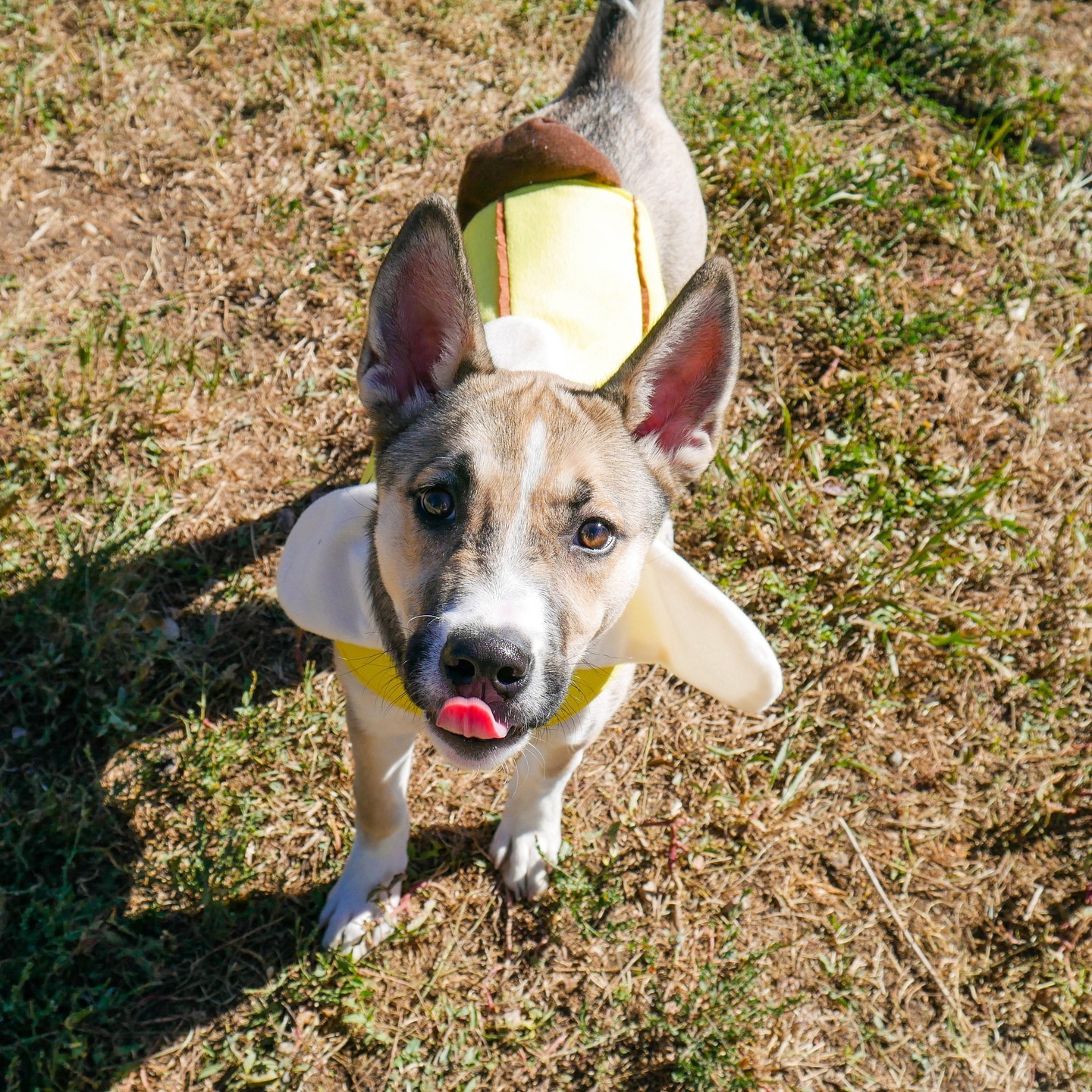 Ripley, Leo,... - Humane Society of the Pikes Peak Region