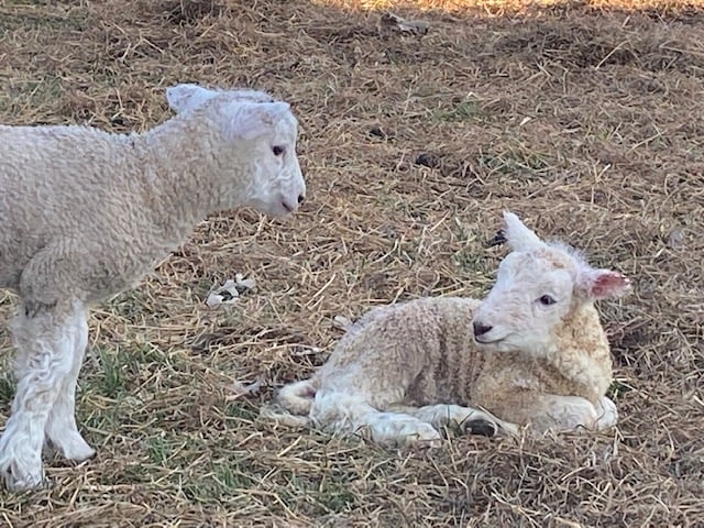 Irish Ridge Farm B&E