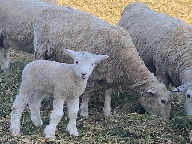 Irish Ridge Farm B&E