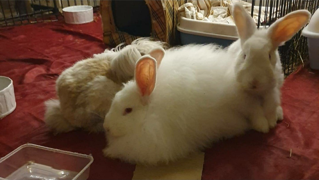 Logan: The Cuddly Rabbit