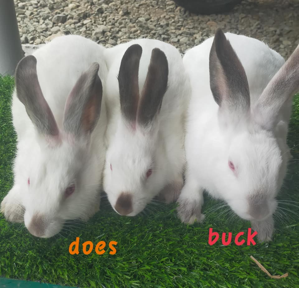 AC Rabbit Farm
