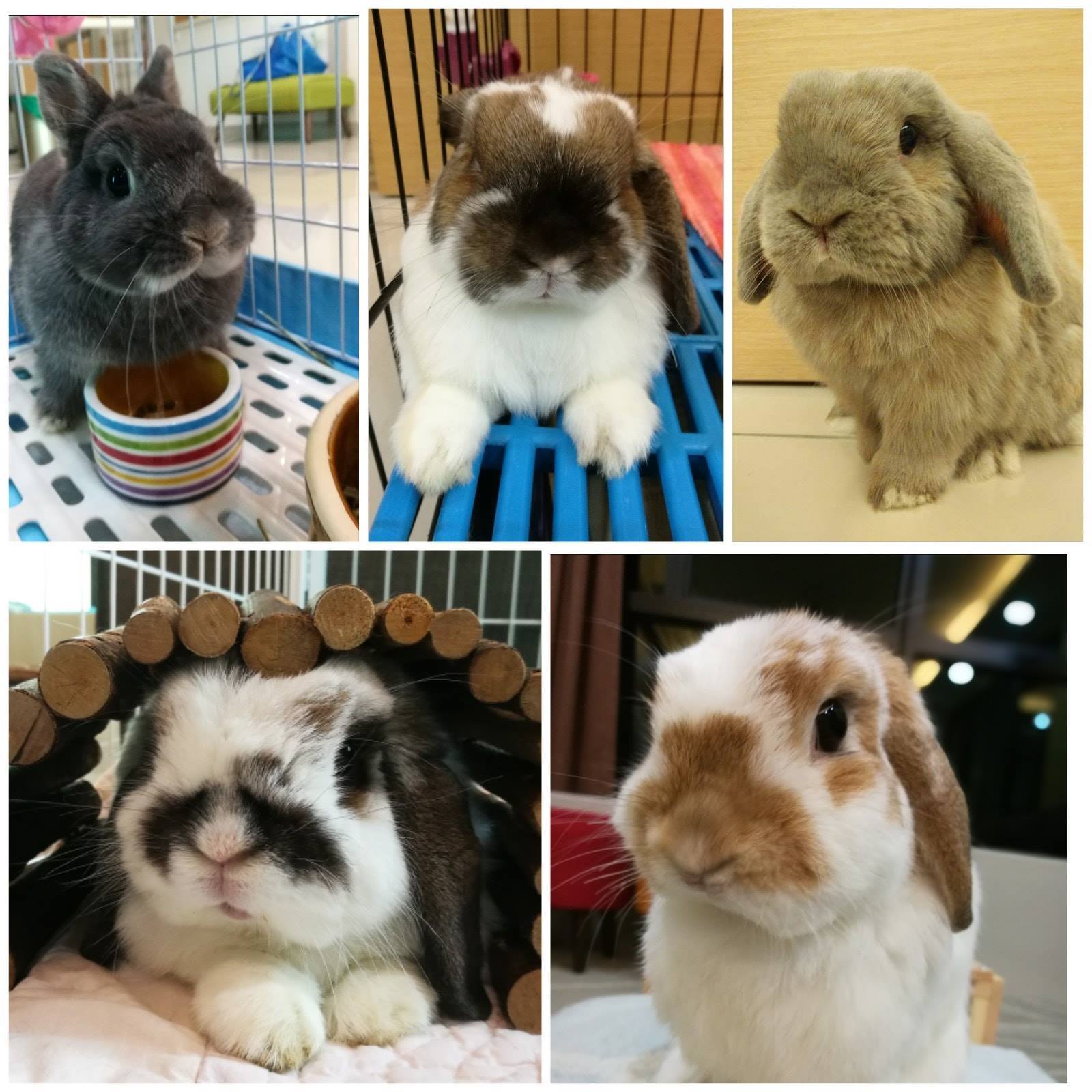 Coffee The Rabbit