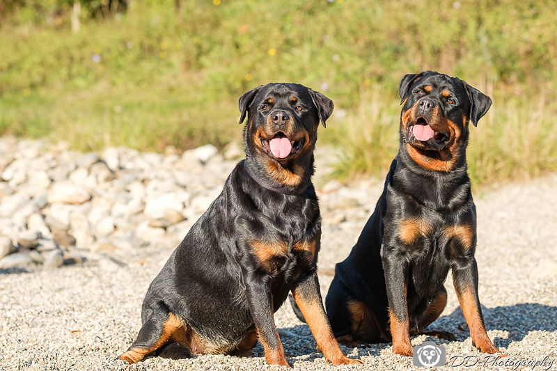Rottweilers van Hof ter... - Rottweilers van Hof ter Cammen