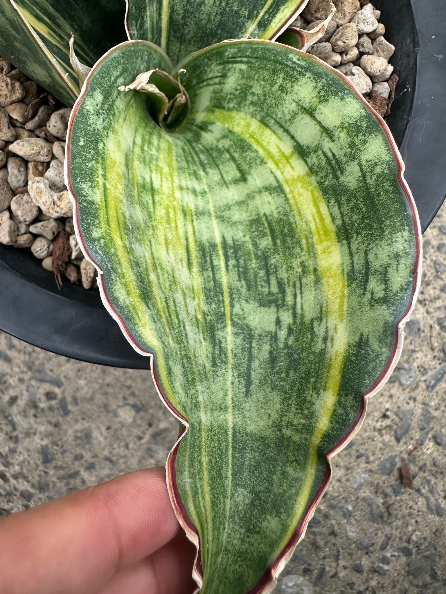 Sansevieria Dragon Wings v. #Striata plant