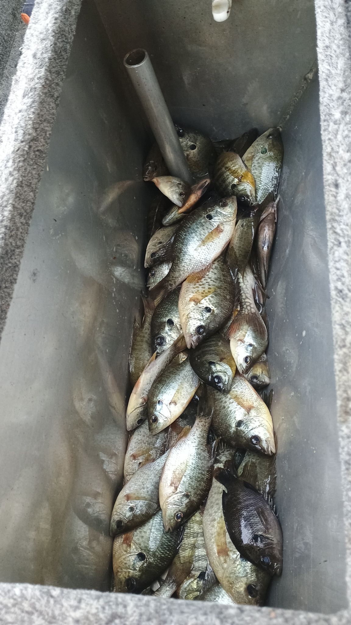 Denice Hogans - A bad day of fishing is still a great day... | Facebook