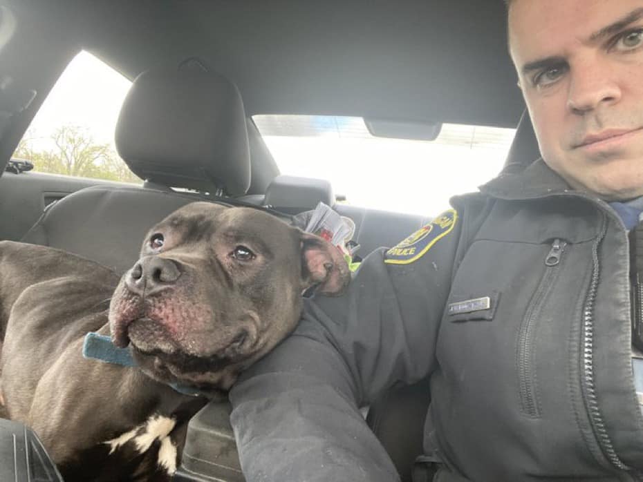 Doggy on the Freeway: Today the Detroit Regional Communication