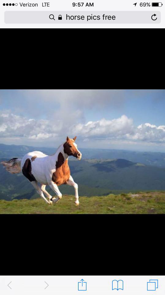 Horses for sale in Jackson county