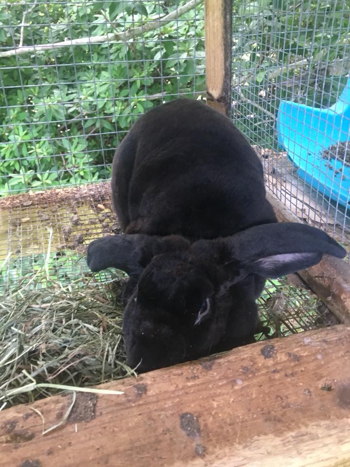 Velvet Dreams Rabbitry | Havelock NC