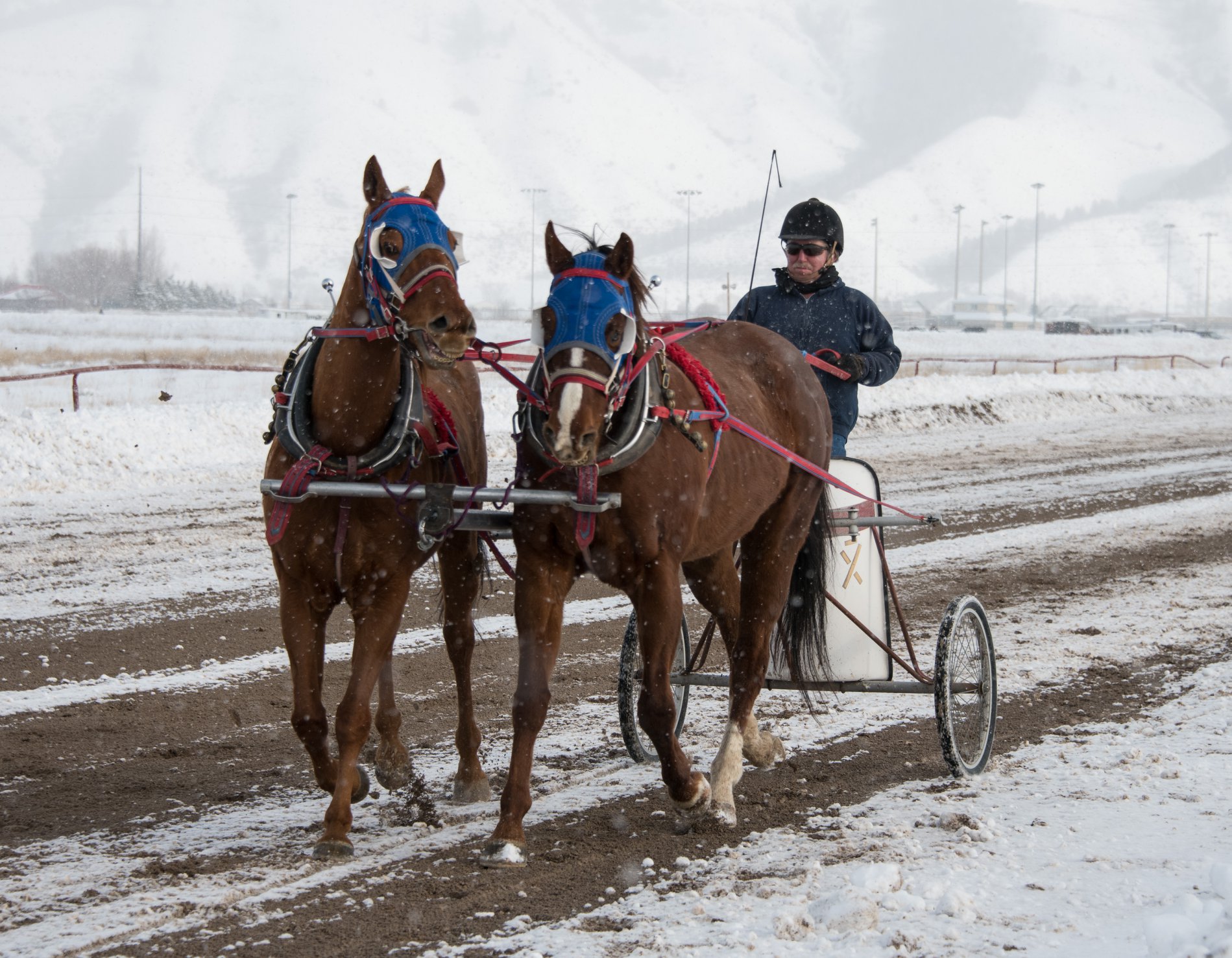 Our third... - All American Cutter/Chariot Races - Afton, WY